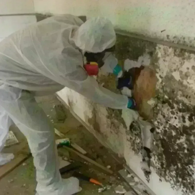 Mold Remediation and Removal in Montgomery County, MD